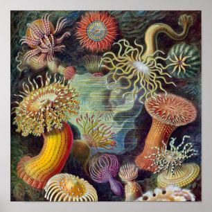 Seeanemone Wissenschaftliche Natur Ozean Poster