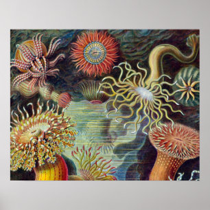 Seeanemone Wissenschaftliche Natur Ozean Poster