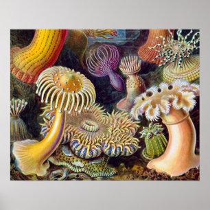 Seeanemone Wissenschaftliche Natur Ozean Poster