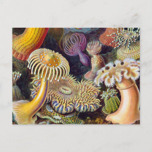 Seeanemone wissenschaftliche Natur Ozean Postkarte
