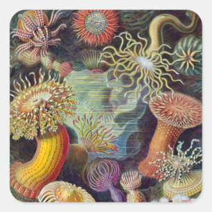 Seeanemone wissenschaftliche Natur Ozean Quadratischer Aufkleber