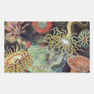 Seeanemone Wissenschaftliche Natur Ozean Rechteckiger Aufkleber