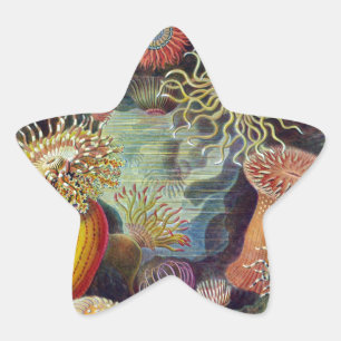 Seeanemone wissenschaftliche Natur Ozean Stern-Aufkleber