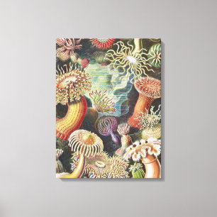 Seeanemonen, Actiniae Seeanemonen Ernst Haeckel Leinwanddruck
