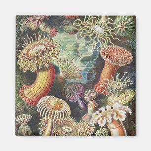 Seeanemonen, Actiniae Seeanemonen Ernst Haeckel Magnet