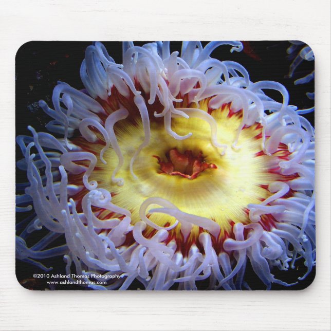 Seeanemonen-Mausunterlage Mousepad (Vorne)