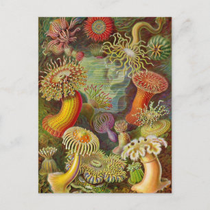 Seeanemonen Vintage-Illustration Postkarte