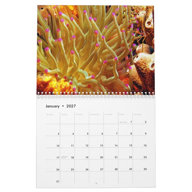 Seeanemonen-Wandkalender Kalender (Jan 2027)