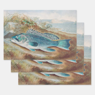 Seebarsch von S.A. Kilbourne, Vintage Fisch Geschenkpapier Set