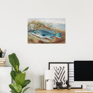 Seebarsch von S.A. Kilbourne, Vintage Fisch Poster