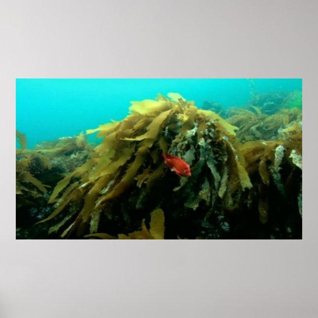 Seebildplakat Poster (Vorne)