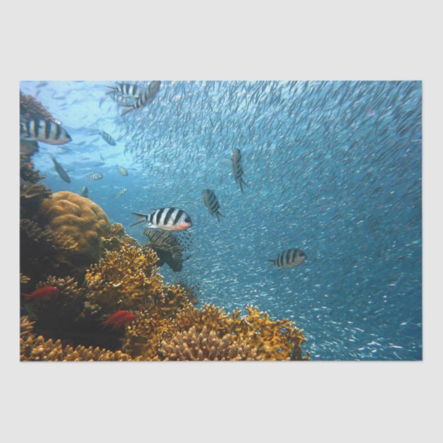 Seebuchpapier Seidenpapier (Vorderseite)