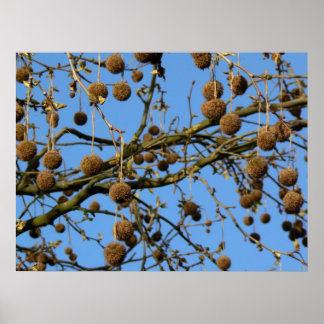 Seed Pods - London Flugzeug Tree Poster