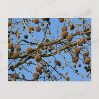 Seed Pods - London Flugzeug Tree Postkarte