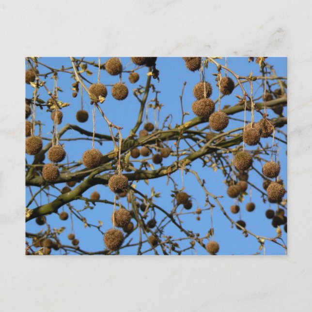 Seed Pods - London Flugzeug Tree Postkarte (Vorderseite)