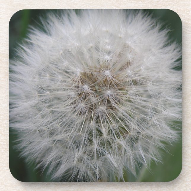 Seeding Dandelion Blume Cork Untersetzer (Vorderseite)