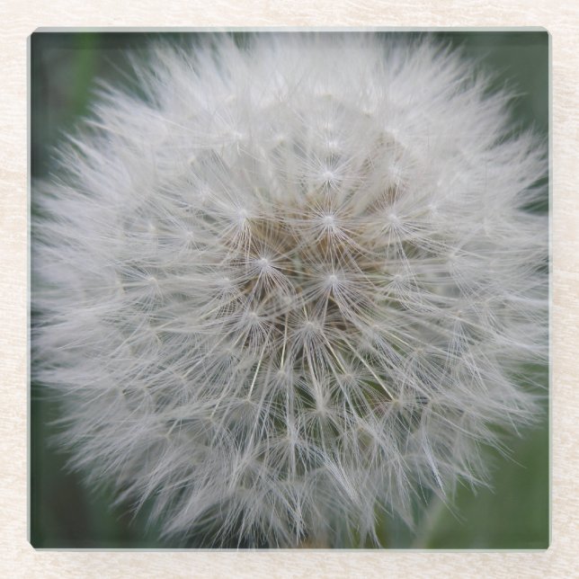 Seeding Dandelion Blume Glass Untersetzer (Vorderseite)
