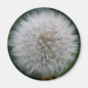 Seeding Dandelion Blume Magnet