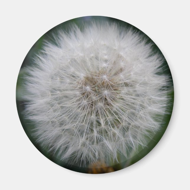 Seeding Dandelion Blume Magnet (Vorne)