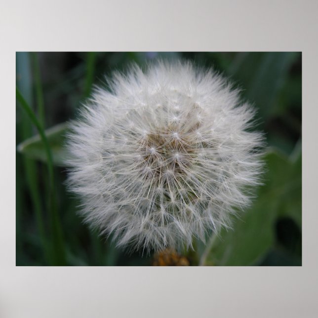 Seeding Dandelion Blume Poster (Vorne)