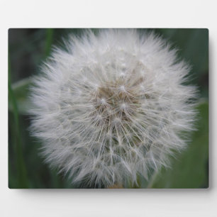 Seeding Dandelion Flower Plaque Fotoplatte