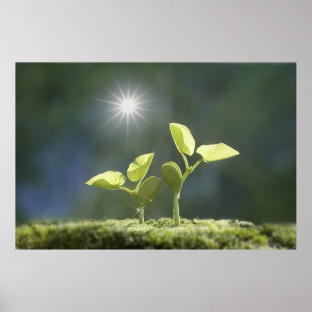 Seedlings, nah nach oben, Linsenflare Poster (Vorne)