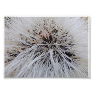 Seedpods Fotodruck