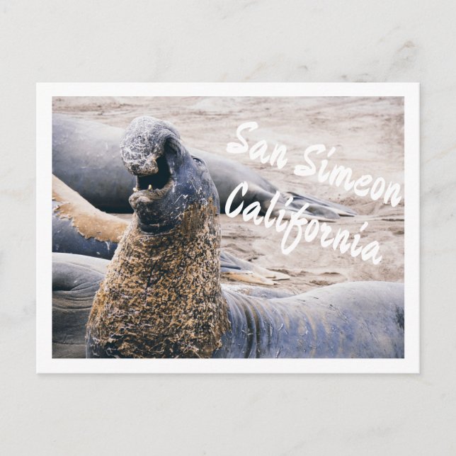 Seeelefanten Postkarte (Vorderseite)