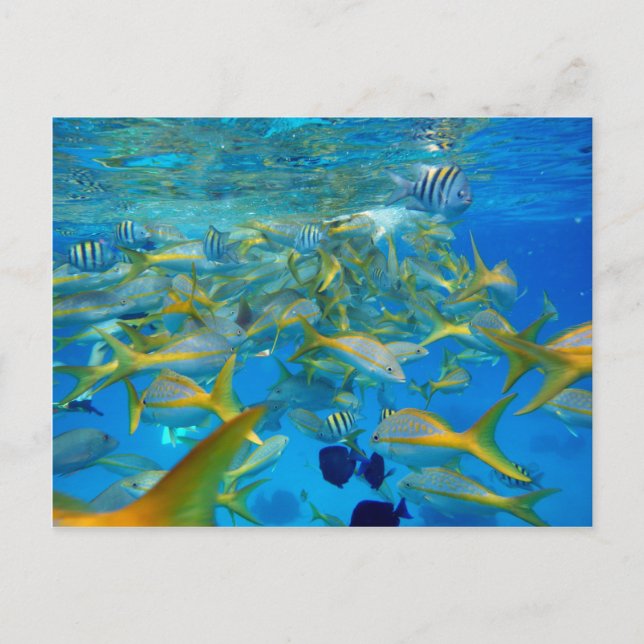 Seefisch Postkarte (Vorderseite)