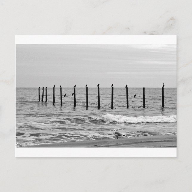 Seegügel am Strand Postkarte (Vorderseite)