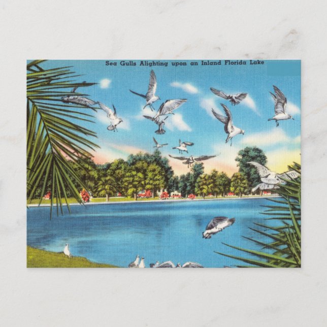 Seegügel auf dem Binnensee Florida Postkarte (Vorderseite)