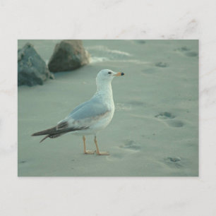 Seegull / Postkarte
