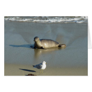 Seehund in La Jolla Kalifornien