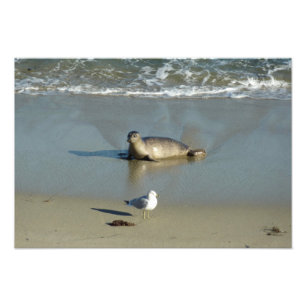 Seehund in La Jolla Kalifornien Fotodruck