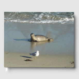 Seehund in La Jolla Kalifornien Gästebuch