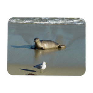Seehund in La Jolla Kalifornien Magnet