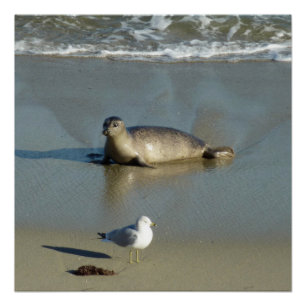 Seehund in La Jolla Kalifornien Poster