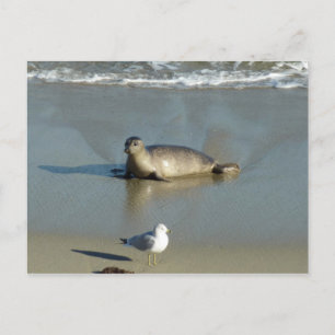 Seehund in La Jolla Kalifornien Postkarte