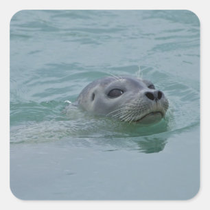 Seehund schwimmt im glazialen See Jokulsarlon Quadratischer Aufkleber