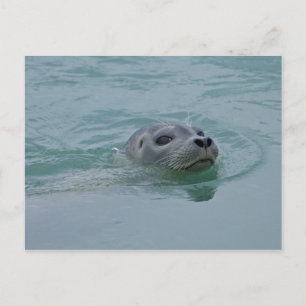 Seehund schwimmt im Gletschersee Jokulsarlon Postkarte