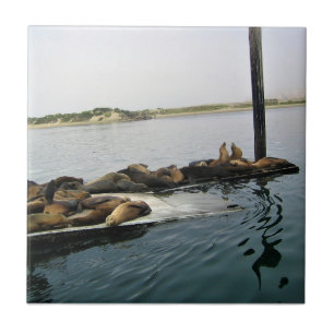 Seehunde, Morro Bay, Kalifornien Fliese