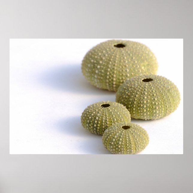 Seeigel-Poster Poster (Vorne)