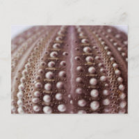Seeigel