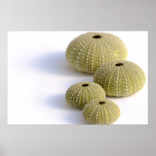 Seeigelplakat Poster