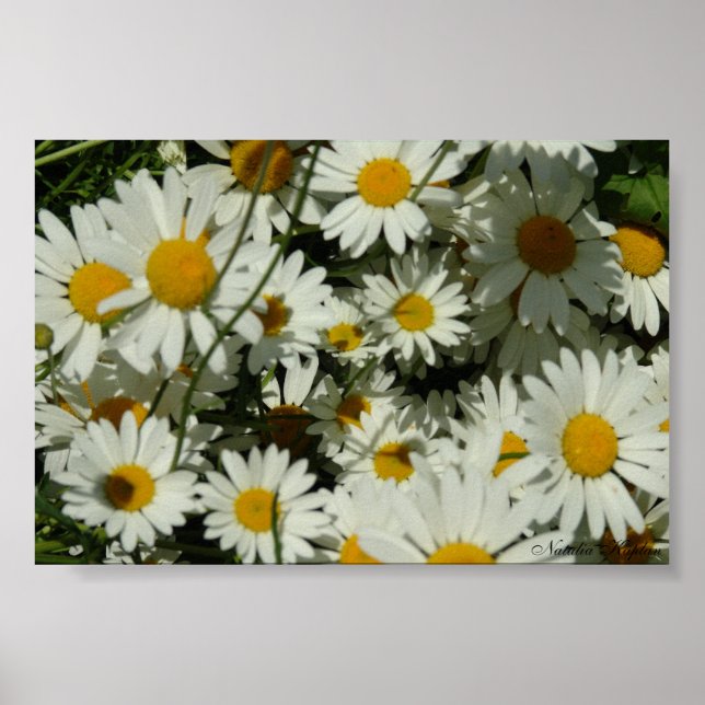 Seeing Daisy Poster (Vorne)