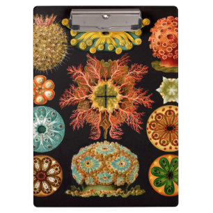 Seekoppel Square Zwischenablage Klemmbrett