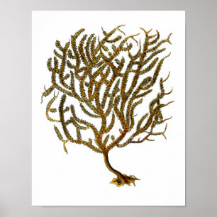 Seekorallenroter Nr. 11- Strand-Dekor-Kunst-Druck Poster