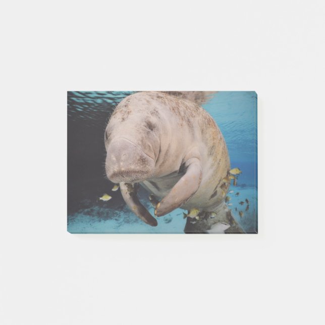 Seekuh-Schwimmen Post-it Klebezettel (Vorderseite)