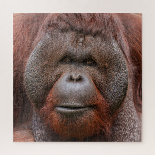 Seele unter den Wangenklappen – Orang-Utan-Gesicht Puzzle