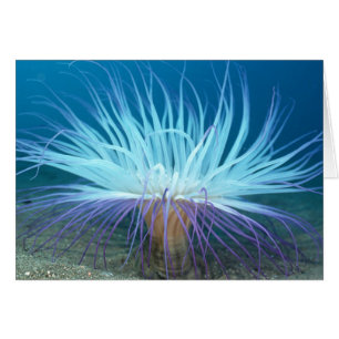 Seeleben-Seeanemonen-Karte